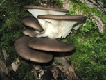 Pleurotus ostreatus