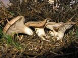 Pleurotus eryngii