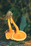 Hygrophoropsis aurantica