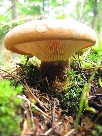 Paxillus atrotomentosus