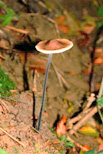 Marasmius alliaceus