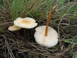 Collybia dryophila