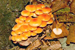 Flammulina velutipes