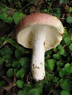 Russula vesca