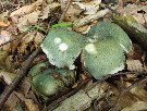 Russula virescens