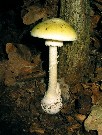 Amanita phalloides