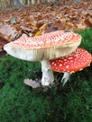 Amanita muscaria