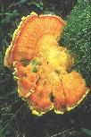 Laetiporus sulphureus