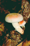 Hypholoma lateritium