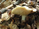 Lactarius piperatus