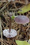 Mycena pura