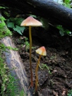 Mycena crocata