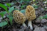 Morchella esculenta