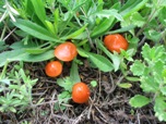 Hygrocybe perplexa