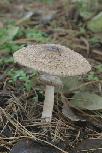 Macrolepiota rhacodes