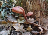 Ganoderma lucidum