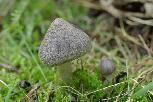 Tricholoma terreum