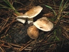 Tricholoma scalpturatum