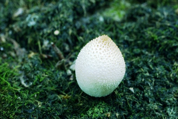 Fiatal Bovista acuminata (Hegyesedő sötétedőpöfeteg) a mohapárnában