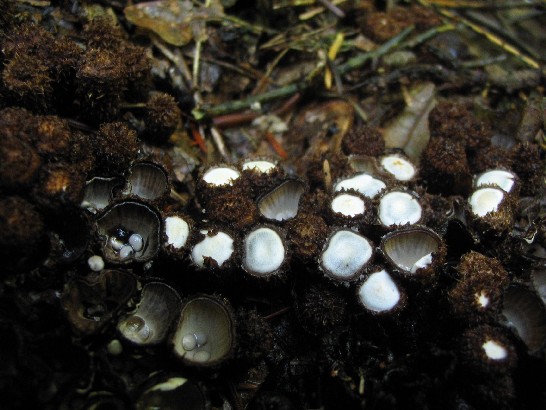 Csíkos pohárgomba, érett gombák a spórákat tartalmazó gömböcskékkel (peridiolák)