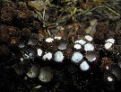 Cyathus striatus