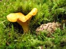 Cantharellus cibarius