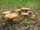 Inocybe heimii