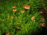 Marasmius androsaceus