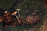 Apró gombák társasága (Togozgereben,Tobozfülőke és Lószőr szegfűgomba)