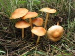 Marasmius oreades