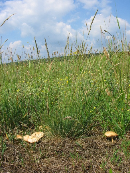 A Mezei szegfgombt a magas fben sokszor nehz szrevenni.