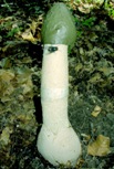 Phallus impudicus