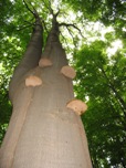 Fomes fomentarius