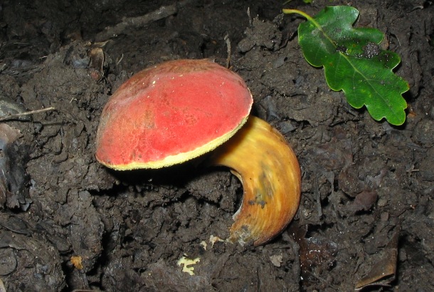 A Piros tinru (Xerocomus rubellus) fiatal kalapja feltn cseresznyepiros