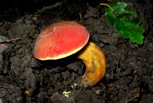 A fiatal gombát cseresznyepiros kalapjáról könnyû felismerni