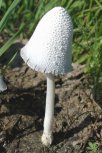 Coprinus niveus