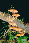 Kuehneromyces mutabilis