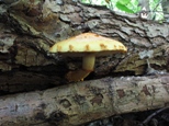 Pholiota aurivella