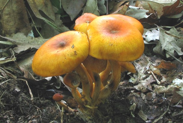 Vilgt tlcsrgomba (Omphalotus olearius) csoportjai feltn rkasznek