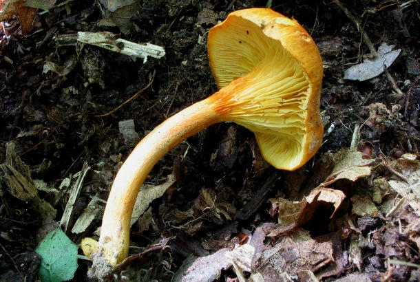 Vilgt tlcsrgomba (Omphalotus olearius) lemezei hosszan lefutnak a tnkre